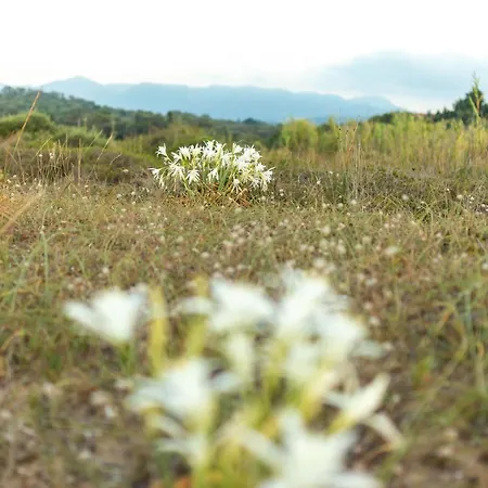 Apartament Blue Wave With Pool 100m From The *